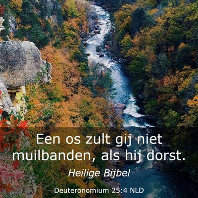 Picture 03 - Deuteronomium 25:4 NLD - Een os zult gij niet muilbanden, als hij - Bible Verse Picture