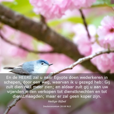 Picture 03 - Deuteronomium 28:68 NLD - En de HEERE zal u naar Egypte doen wederkeren in - Bible Verse Picture
