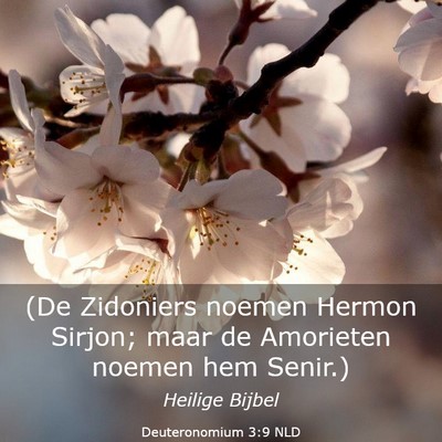 Picture 03 - Deuteronomium 3:9 NLD - (De Zidoniers noemen Hermon Sirjon; maar de - Bible Verse Picture