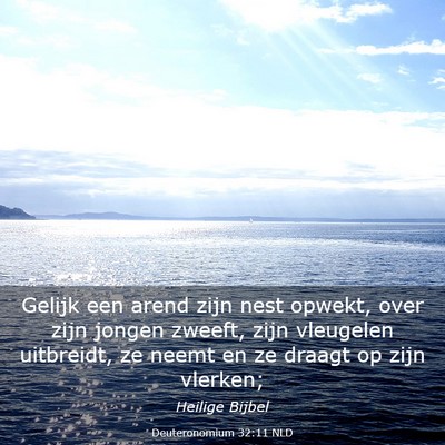 Picture 03 - Deuteronomium 32:11 NLD - Gelijk een arend zijn nest opwekt, over zijn - Bible Verse Picture