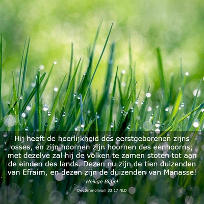 Picture 03 - Deuteronomium 33:17 NLD - Hij heeft de heerlijkheid des eerstgeborenen - Bible Verse Picture