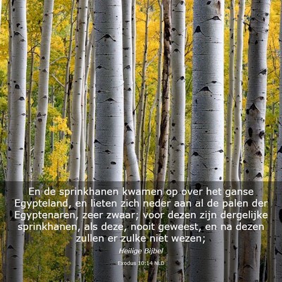 Picture 03 - Exodus 10:14 NLD - En de sprinkhanen kwamen op over het ganse - Bible Verse Picture