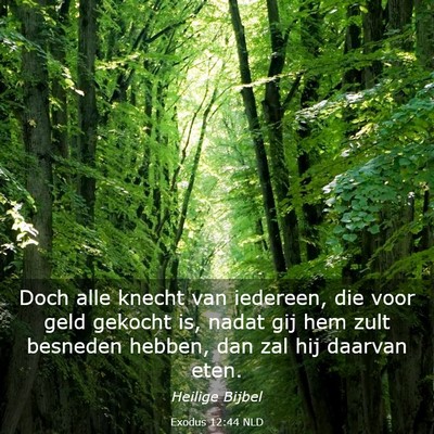 Picture 03 - Exodus 12:44 NLD - Doch alle knecht van iedereen, die voor geld - Bible Verse Picture