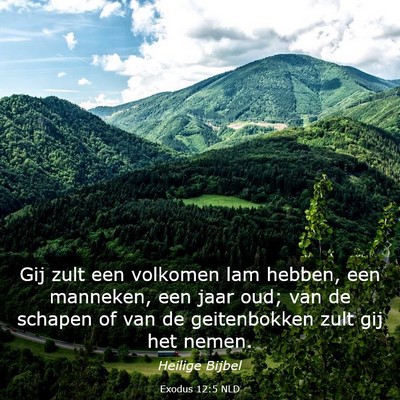 Picture 03 - Exodus 12:5 NLD - Gij zult een volkomen lam hebben, een manneken, - Bible Verse Picture