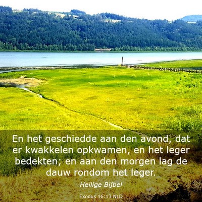 Picture 03 - Exodus 16:13 NLD - En het geschiedde aan den avond, dat er kwakkelen - Bible Verse Picture