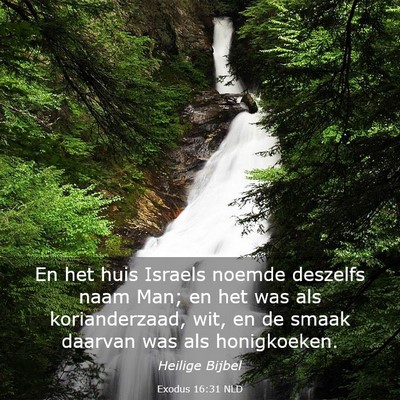 Picture 03 - Exodus 16:31 NLD - En het huis Israels noemde deszelfs naam Man; en - Bible Verse Picture