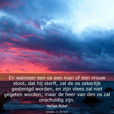 Picture 03 - Exodus 21:28 NLD - En wanneer een os een man of een vrouw stoot, dat - Bible Verse Picture