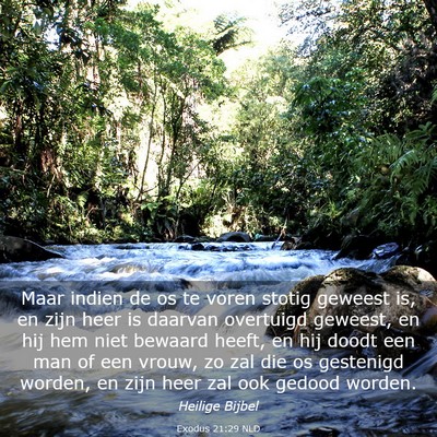Picture 03 - Exodus 21:29 NLD - Maar indien de os te voren stotig geweest is, en - Bible Verse Picture