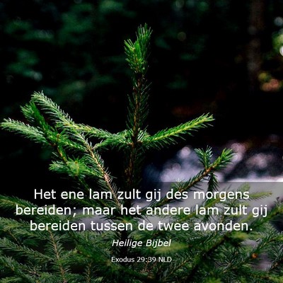 Picture 03 - Exodus 29:39 NLD - Het ene lam zult gij des morgens bereiden; maar - Bible Verse Picture