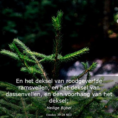Picture 03 - Exodus 39:34 NLD - En het deksel van roodgeverfde ramsvellen, en het - Bible Verse Picture
