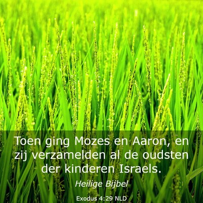 Picture 03 - Exodus 4:29 NLD - Toen ging Mozes en Aaron, en zij verzamelden al - Bible Verse Picture