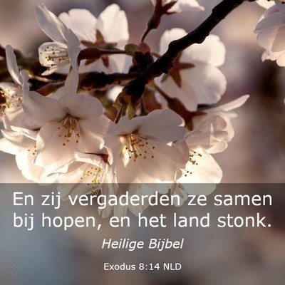 Picture 03 - Exodus 8:14 NLD - En zij vergaderden ze samen bij hopen, en het - Bible Verse Picture