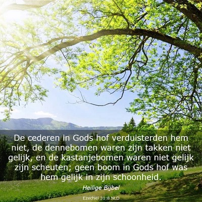 Picture 03 - Ezechiël 31:8 NLD - De cederen in Gods hof verduisterden hem niet, de - Bible Verse Picture