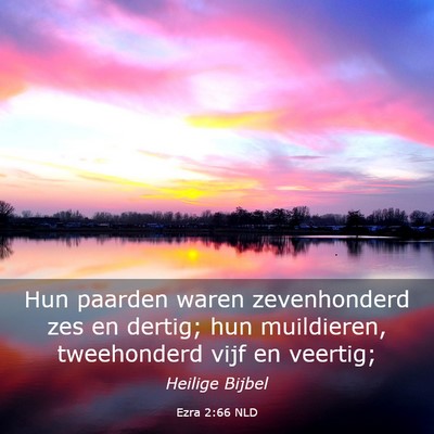 Picture 03 - Ezra 2:66 NLD - Hun paarden waren zevenhonderd zes en dertig; hun - Bible Verse Picture