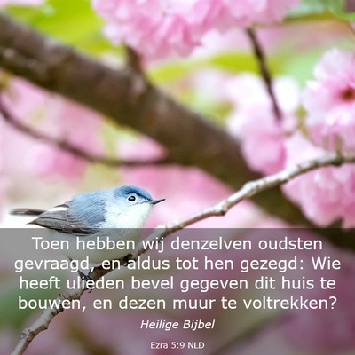 Picture 03 - Ezra 5:9 NLD - Toen hebben wij denzelven oudsten gevraagd, en - Bible Verse Picture