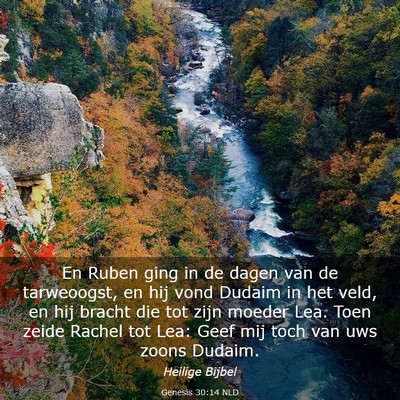 Picture 03 - Genesis 30:14 NLD - En Ruben ging in de dagen van de tarweoogst, en - Bible Verse Picture