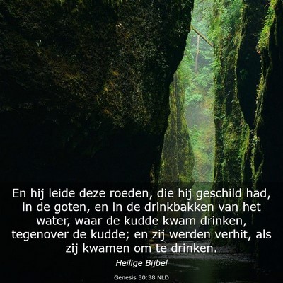 Picture 03 - Genesis 30:38 NLD - En hij leide deze roeden, die hij geschild had, - Bible Verse Picture