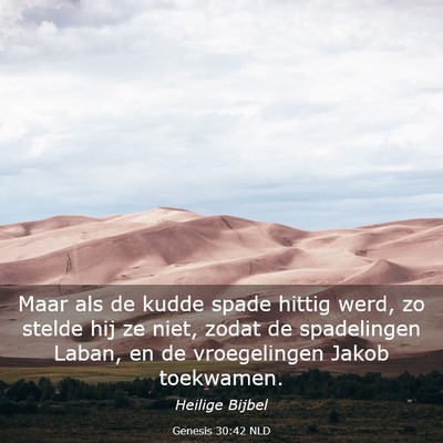 Picture 03 - Genesis 30:42 NLD - Maar als de kudde spade hittig werd, zo stelde - Bible Verse Picture