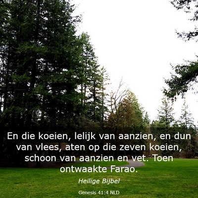 Picture 03 - Genesis 41:4 NLD - En die koeien, lelijk van aanzien, en dun van - Bible Verse Picture