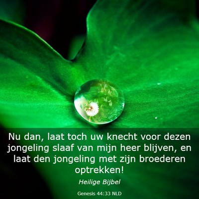 Picture 03 - Genesis 44:33 NLD - Nu dan, laat toch uw knecht voor dezen jongeling - Bible Verse Picture