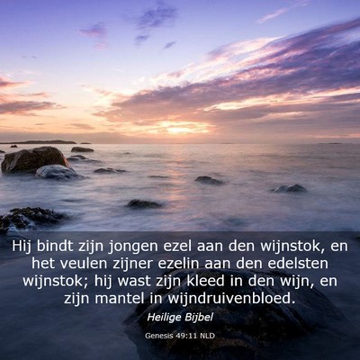 Picture 03 - Genesis 49:11 NLD - Hij bindt zijn jongen ezel aan den wijnstok, en - Bible Verse Picture