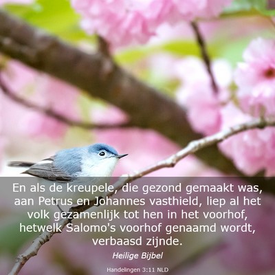 Picture 03 - Handelingen 3:11 NLD - En als de kreupele, die gezond gemaakt was, aan - Bible Verse Picture