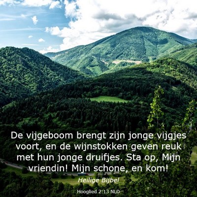 Picture 03 - Hooglied 2:13 NLD - De vijgeboom brengt zijn jonge vijgjes voort, en - Bible Verse Picture