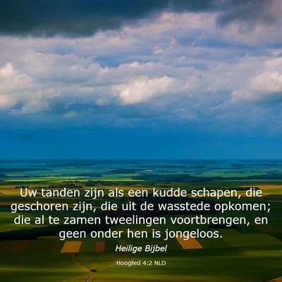 Picture 03 - Hooglied 4:2 NLD - Uw tanden zijn als een kudde schapen, die - Bible Verse Picture