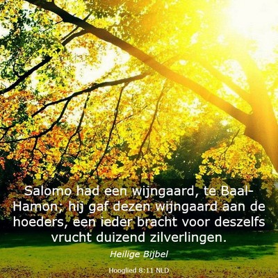 Picture 03 - Hooglied 8:11 NLD - Salomo had een wijngaard, te Baal-Hamon; hij gaf - Bible Verse Picture