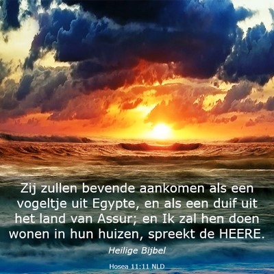 Picture 03 - Hosea 11:11 NLD - Zij zullen bevende aankomen als een vogeltje uit - Bible Verse Picture