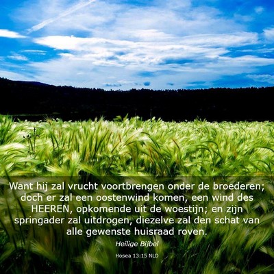 Picture 03 - Hosea 13:15 NLD - Want hij zal vrucht voortbrengen onder de - Bible Verse Picture