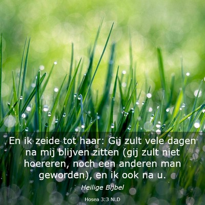Picture 03 - Hosea 3:3 NLD - En ik zeide tot haar: Gij zult vele dagen na mij - Bible Verse Picture