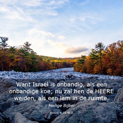 Picture 03 - Hosea 4:16 NLD - Want Israel is onbandig, als een onbandige koe; - Bible Verse Picture