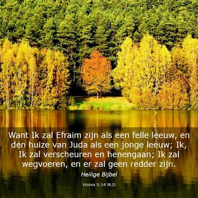 Picture 03 - Hosea 5:14 NLD - Want Ik zal Efraim zijn als een felle leeuw, en - Bible Verse Picture