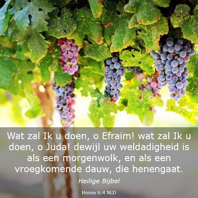 Picture 03 - Hosea 6:4 NLD - Wat zal Ik u doen, o Efraim! wat zal Ik u doen, o - Bible Verse Picture