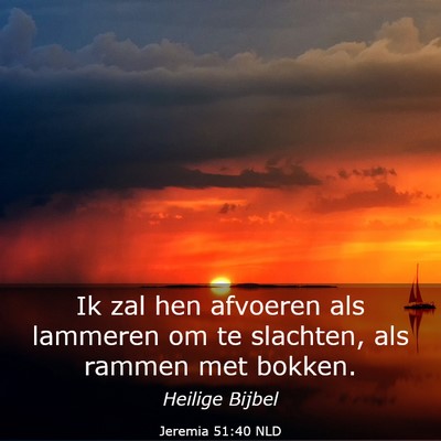 Picture 03 - Jeremia 51:40 NLD - Ik zal hen afvoeren als lammeren om te slachten, - Bible Verse Picture