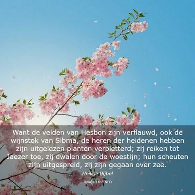 Picture 03 - Jesaja 16:8 NLD - Want de velden van Hesbon zijn verflauwd, ook de - Bible Verse Picture