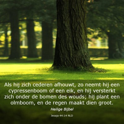 Picture 03 - Jesaja 44:14 NLD - Als hij zich cederen afhouwt, zo neemt hij een - Bible Verse Picture