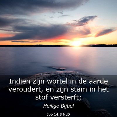 Picture 03 - Job 14:8 NLD - Indien zijn wortel in de aarde veroudert, en zijn - Bible Verse Picture