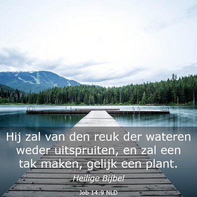 Picture 03 - Job 14:9 NLD - Hij zal van den reuk der wateren weder - Bible Verse Picture