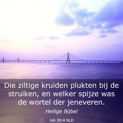 Picture 03 - Job 30:4 NLD - Die ziltige kruiden plukten bij de struiken, en - Bible Verse Picture
