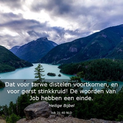 Picture 03 - Job 31:40 NLD - Dat voor tarwe distelen voortkomen, en voor gerst - Bible Verse Picture