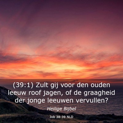 Picture 03 - Job 38:39 NLD - (39:1) Zult gij voor den ouden leeuw roof jagen, - Bible Verse Picture