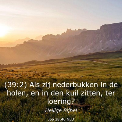 Picture 03 - Job 38:40 NLD - (39:2) Als zij nederbukken in de holen, en in den - Bible Verse Picture