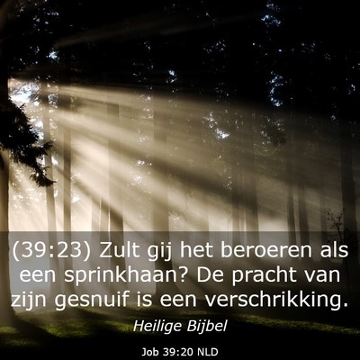 Picture 03 - Job 39:20 NLD - (39:23) Zult gij het beroeren als een sprinkhaan? - Bible Verse Picture