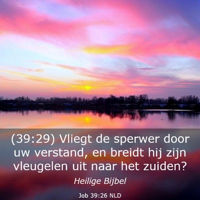 Picture 03 - Job 39:26 NLD - (39:29) Vliegt de sperwer door uw verstand, en - Bible Verse Picture