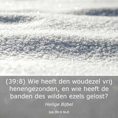 Picture 03 - Job 39:5 NLD - (39:8) Wie heeft den woudezel vrij henengezonden, - Bible Verse Picture