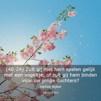 Picture 03 - Job 41:5 NLD - (40:24) Zult gij met hem spelen gelijk met een - Bible Verse Picture