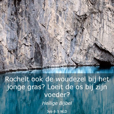 Picture 03 - Job 6:5 NLD - Rochelt ook de woudezel bij het jonge gras? Loeit - Bible Verse Picture