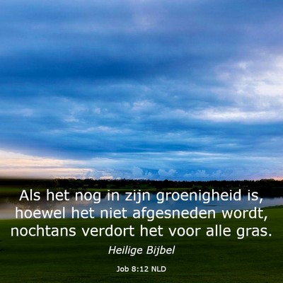 Picture 03 - Job 8:12 NLD - Als het nog in zijn groenigheid is, hoewel het - Bible Verse Picture